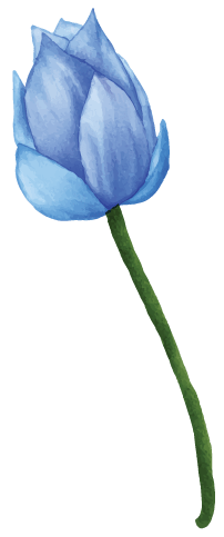 Lily Bud Right
